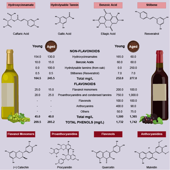 The beneficial effects of wine polyphenols on Alzheimer’s disease