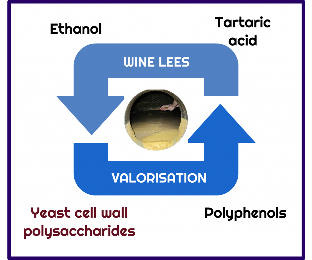 The past, present and future of wine lees valorisation – Science & Wine